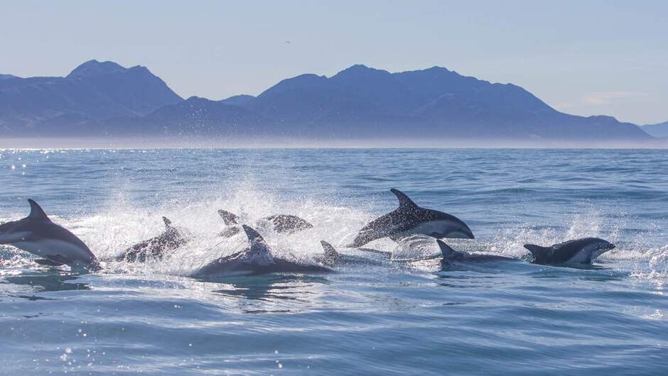 Dolphin pod in the Bay of Islands