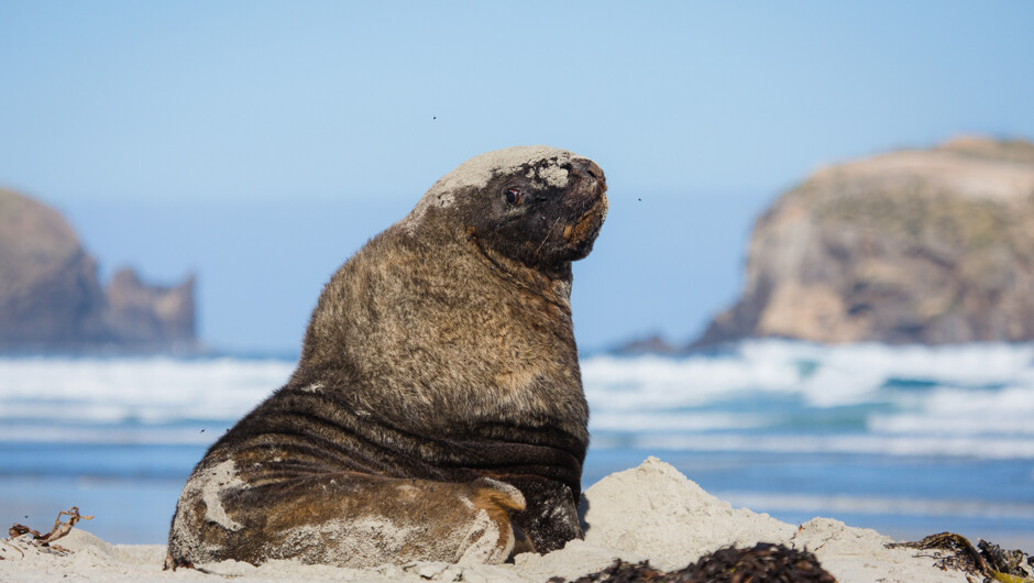 A large full-grown New Zealand sea lion can almost weigh 500kg.