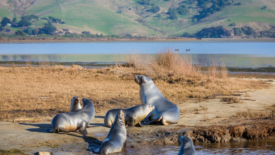New Zealand sea lion female and young pups on the Otago Peninsula.