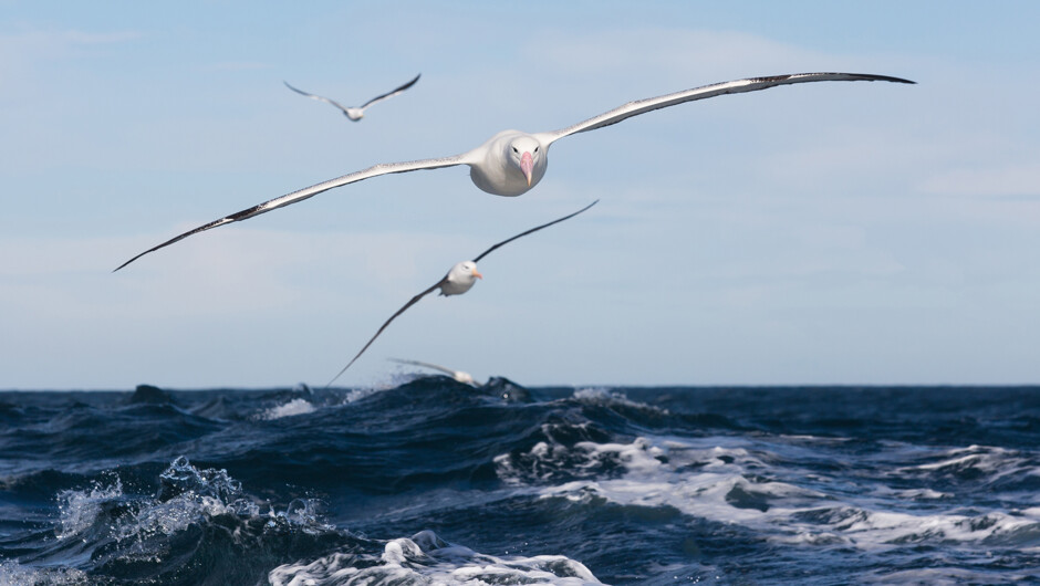 Spot one of the largest seabirds in the world during the wildlife cruise - a royal albatross.