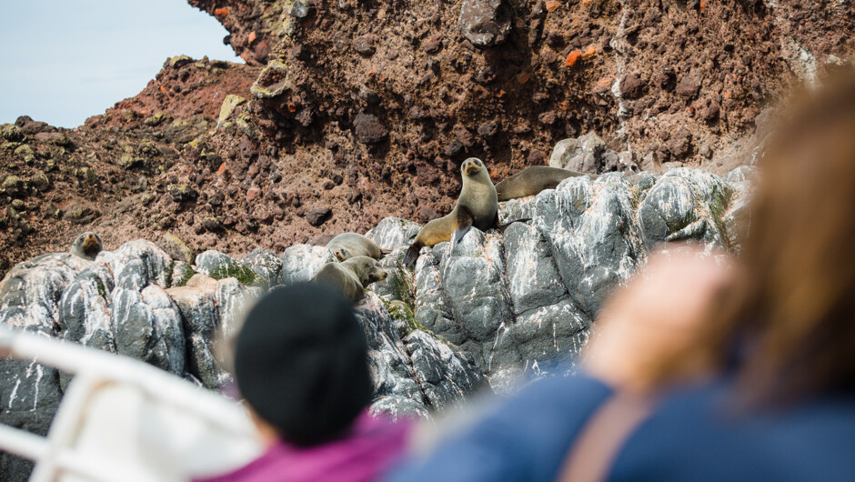 New Zealand fur seals spotted aboard the Wildlife Cruise.