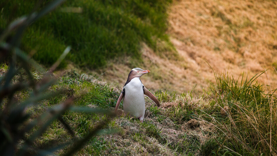 Yellow-eyed Penguin spotted in the private conservation reserve.