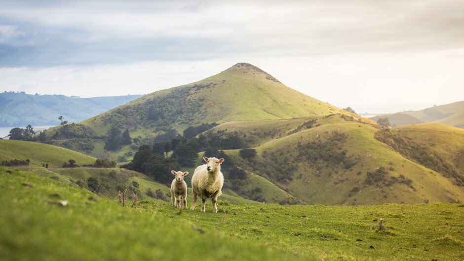 The beautiful Otago Peninsula also has stunning landscapes and rolling farmland.