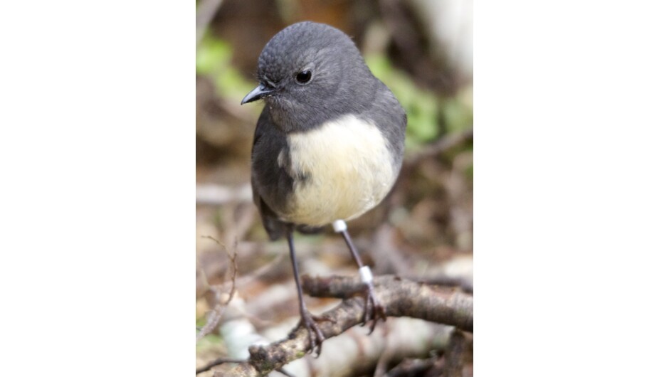 Toutouwai (South Island Robin)