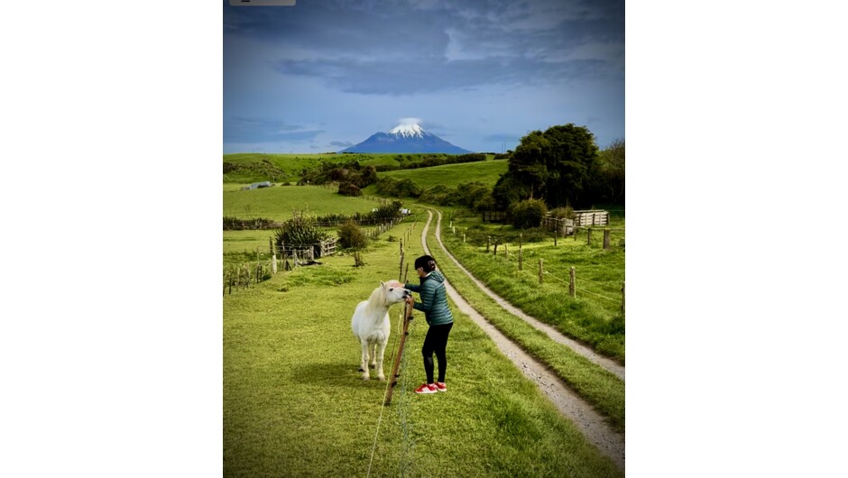 Country walking, Eltham NZ