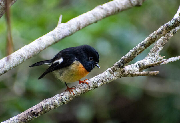 Come and experience conservation in the making at the Brook Waimārama Sanctuary, the largest fenced haven for endangered species in the South Island including a number of rare and endangered species such as kākāriki karak, tuatara, kiwi and kākā.