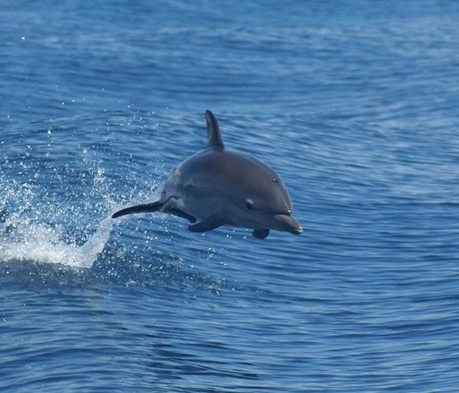 short-beaked common dolphin