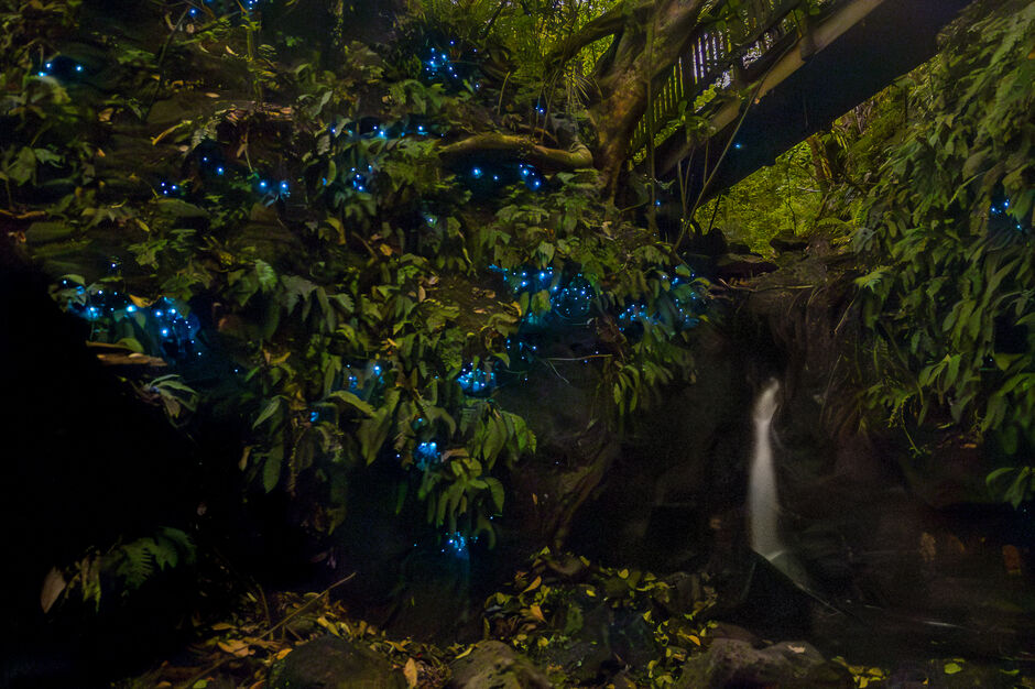 Auckland Glow Worm Tour