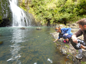 Kitekite Waterfall, near Piha