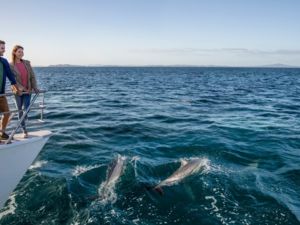 Delfine im pittoresken Hafengebiet von Auckland erspähen.