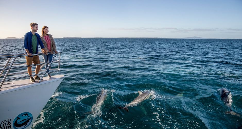 Spot dolphins in Auckland's stunning harbour.