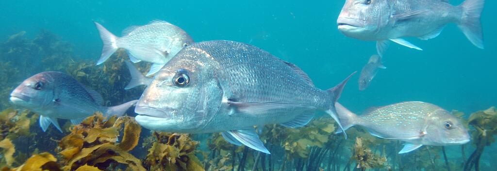 Head to Goat Island Marine Reserve to get up close to masses of colourful fish.