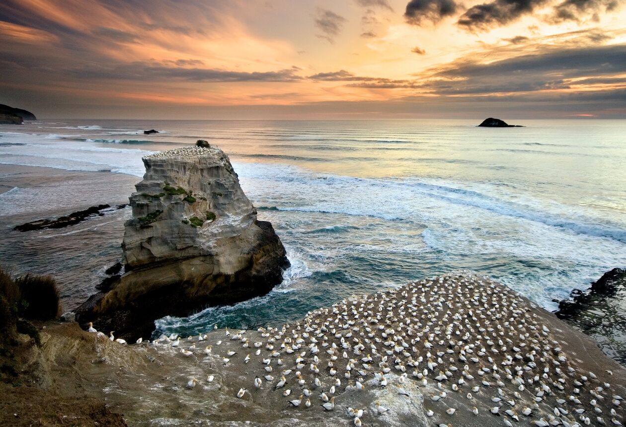 From August to March each year you can watch the comings and goings of a busy gannet (bird) colony. It's hugely entertaining.