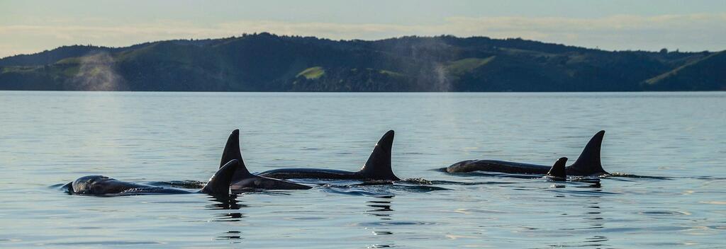 Whales in Auckland Harbour