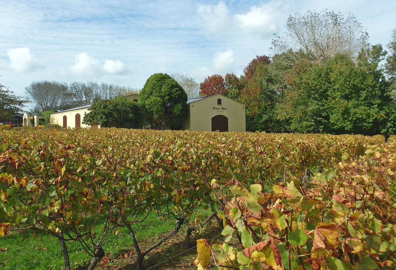 Kumeū is a refreshing blend of boutique wineries, orchards and rolling green farmland.