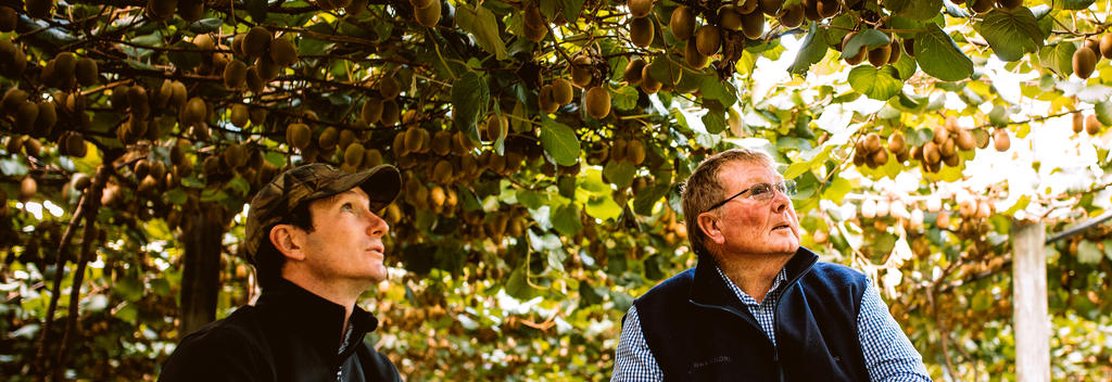 Visit a working kiwifruit orchard