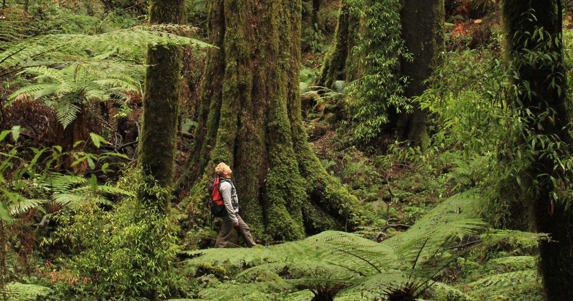 Things to see and do in Murupara, New Zealand