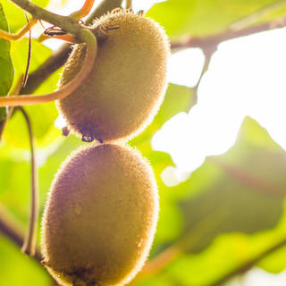 Kiwifruit grows on a vine in the sunny Bay of Plenty