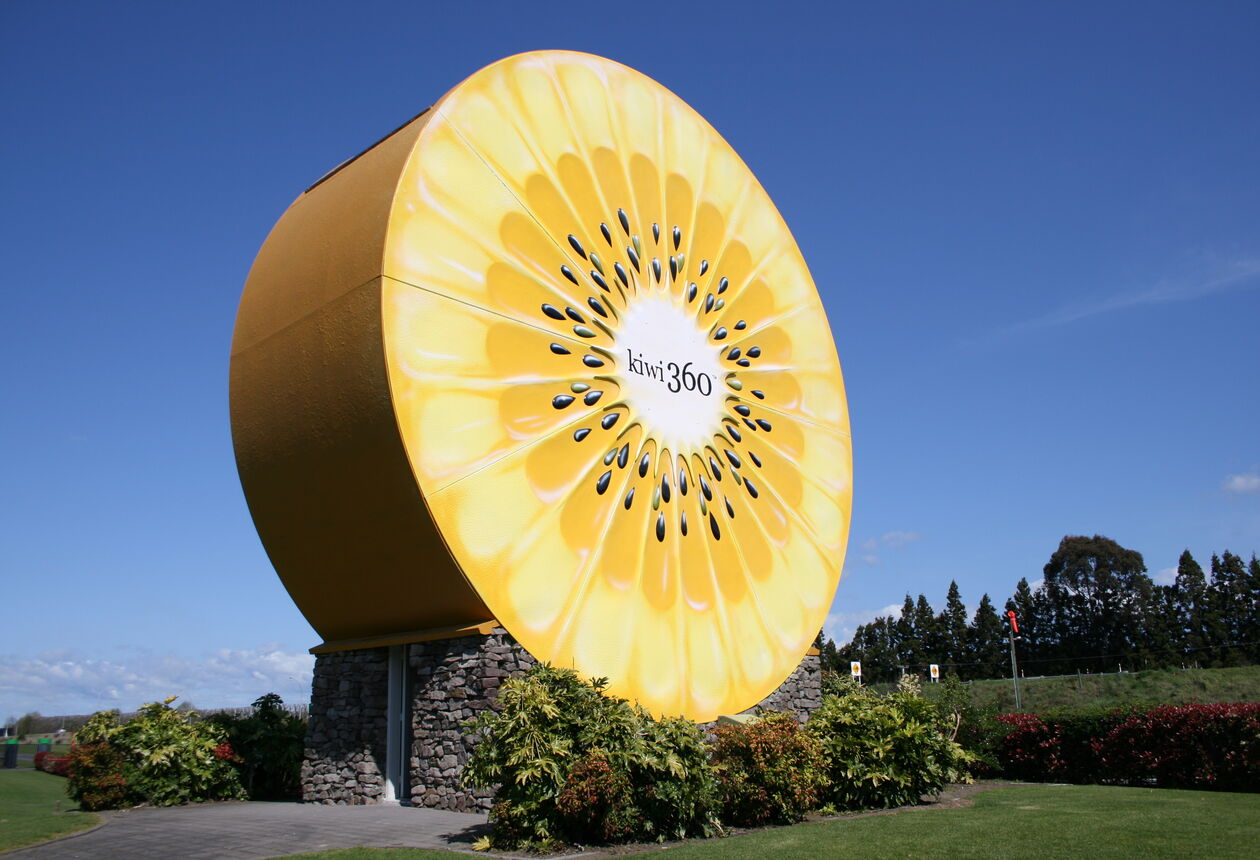 蒂普基人摄取了大量的维生素C，这个乡镇是新西兰猕猴桃种植业的中心，甚至有个猕猴桃主题花园。