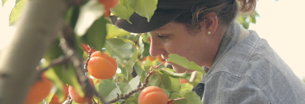 Picking apricots in Central Otago