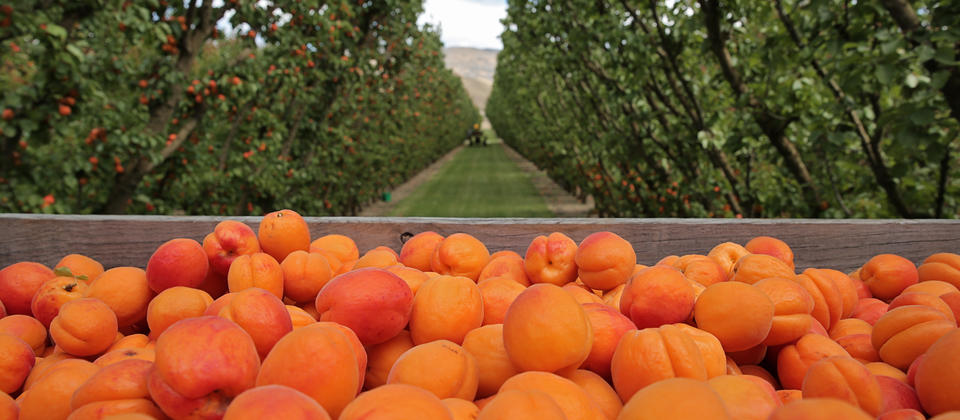 Central Otago apricots