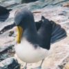 Royal Albatross, Chatham Islands