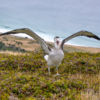 Antipodean Albatross Pitt Island