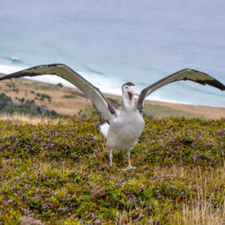 Antipodean Albatross Pitt Island