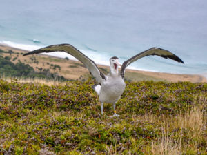 Antipodean Albatross Pitt Island