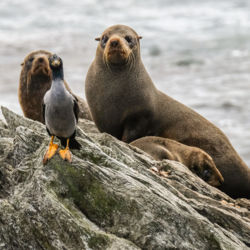 Seals and shag Pt Munning Chatham Islands