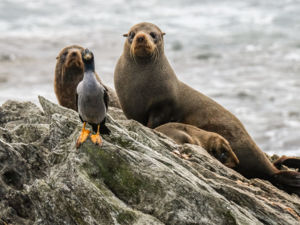 Seals and shag Pt Munning Chatham Islands