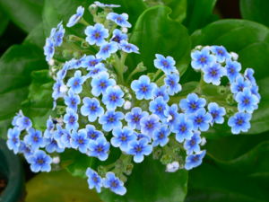 Forget-Me-Nots on Chatham Island.