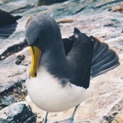 Royal Albatross, Chatham Islands