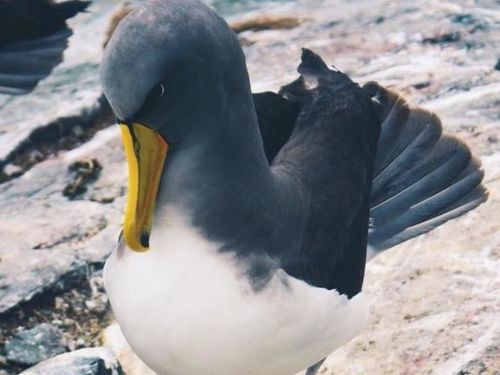 Royal Albatross, Chatham Islands