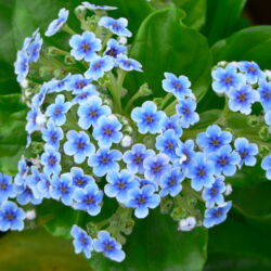 チャタム島のワスレナグサ