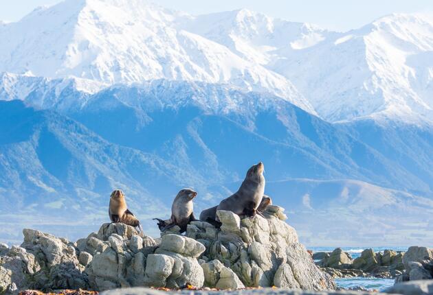 Nachdem sich Neuseeland vom Superkontinent abgespalten hat, ist hier eine einzigartige Flora und Fauna entstanden.