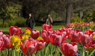 Im September, Oktober und November können Sie einen Spaziergang durch üppig blühende Frühlingsgärten unternehmen. Die Rhododendren und Tulpen sind zu dieser Zeit ein ganz besonderer Blickfang.