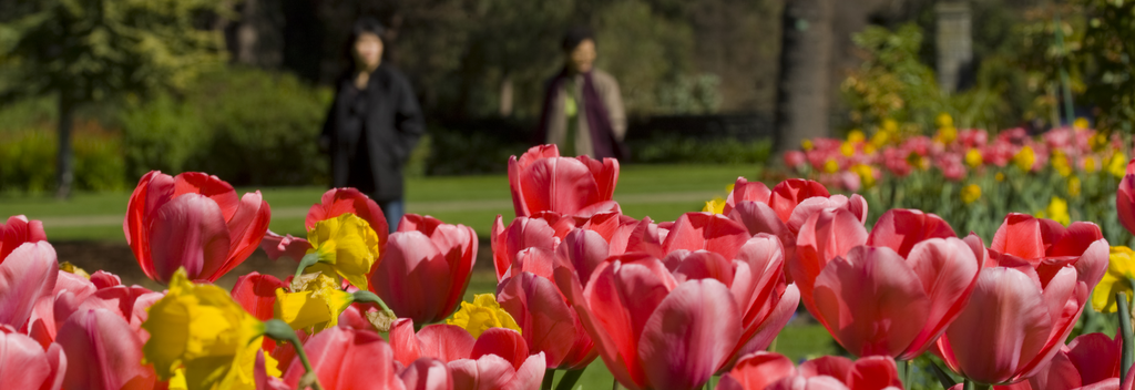 Visit gardens in full, colourful bloom during September, October and November. Rhododendrons and tulips are particularly impressive.