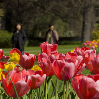 Im September, Oktober und November können Sie einen Spaziergang durch üppig blühende Frühlingsgärten unternehmen. Die Rhododendren und Tulpen sind zu dieser Zeit ein ganz besonderer Blickfang.