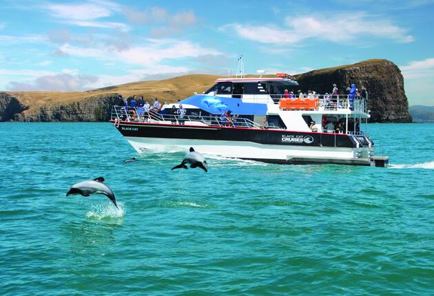 Whale watching, glacial lakes, dolphin spotting and harbour cruises...the Christchurch-Canterbury region is a fascinating place to take a boat cruise..
