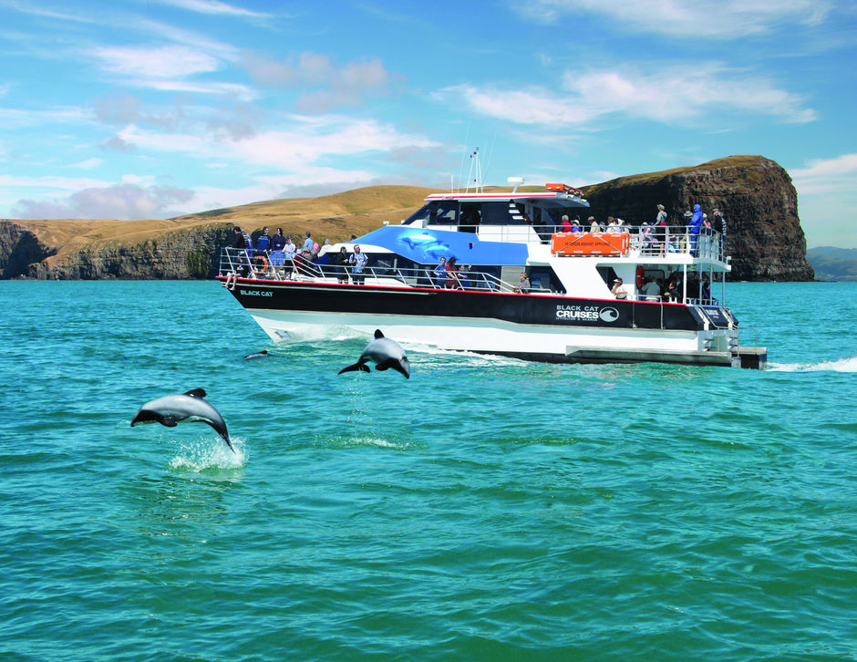 Beobachte in Akaroa den kleinsten Delfin der Welt mit Black Cat Cruises.