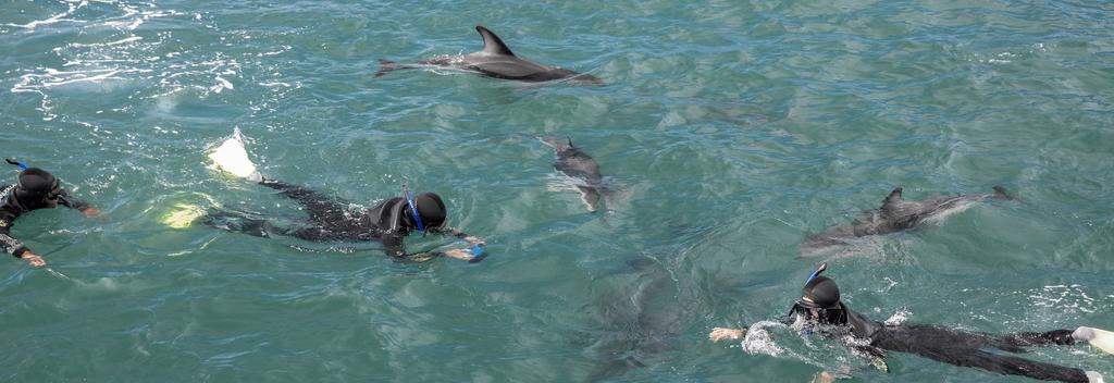 Swimming with dolphins, Kaikoura
