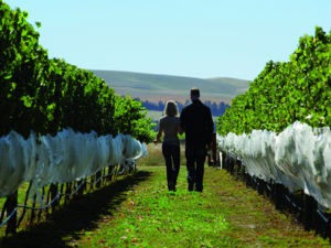 Die Waipara Weinregion in Canterbury zählt zu den besten der Welt.