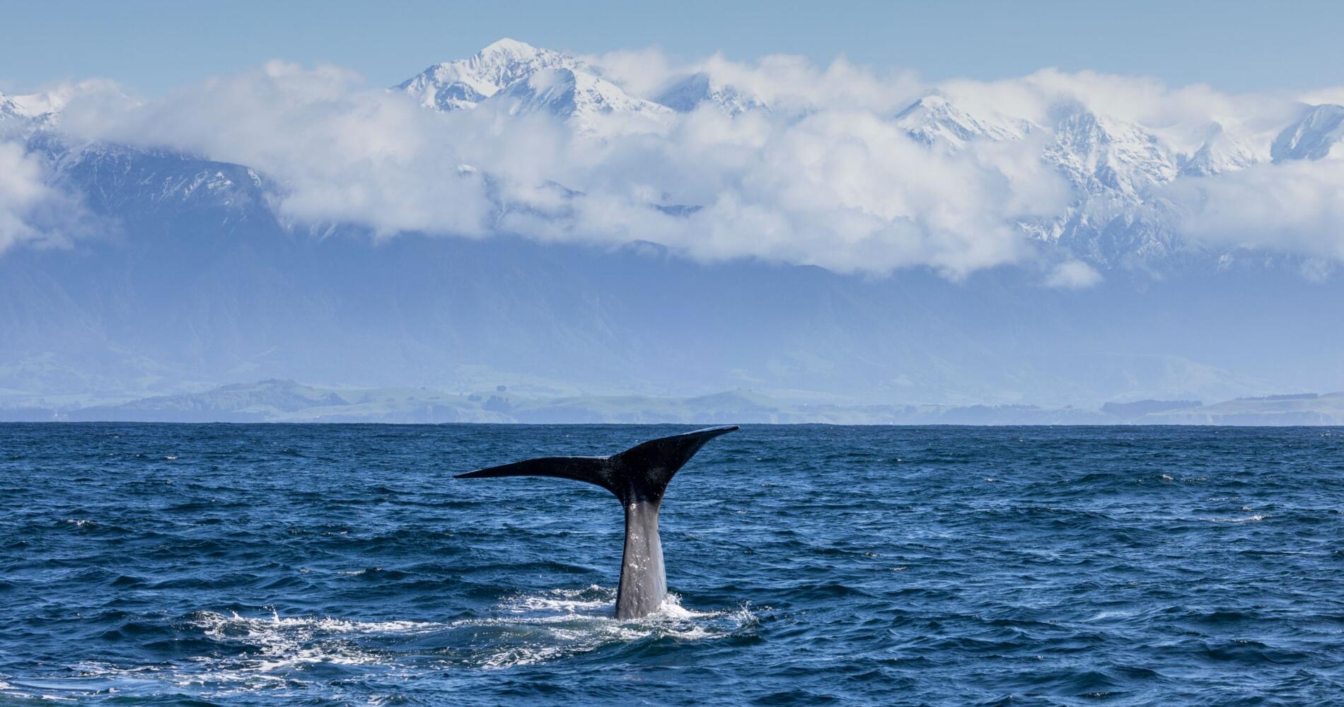 ホエール・ウォッチング、ニュージーランド