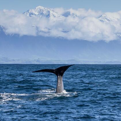 Whale Watching in Kaikōura