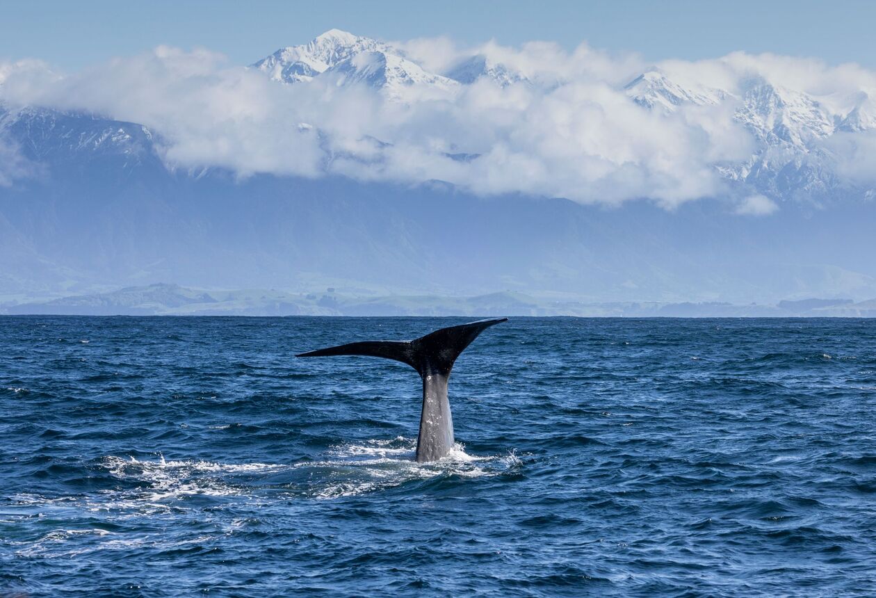You can spot whales throughout the East Coast of New Zealand, including Auckland's beautiful Hauraki Gulf and the wonderful Kaikoura. Find out more about Whale Watching in New Zealand.