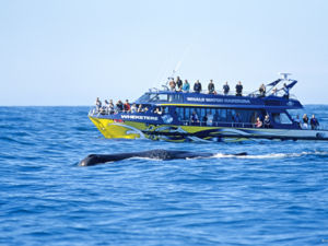 Several whale species use Kaikoura as a stopover on their way to breeding grounds in the Pacific.