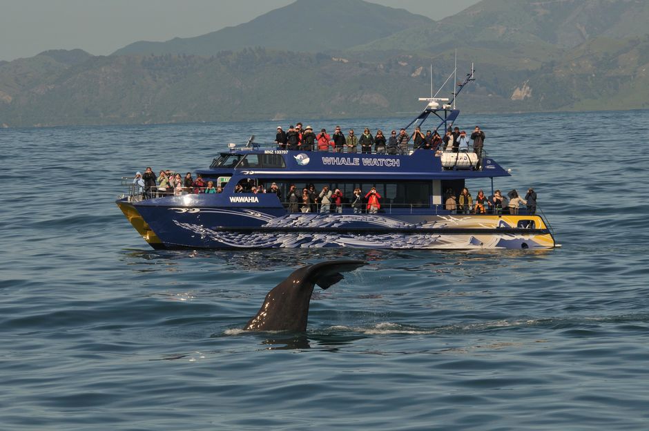 享受凯库拉壮观的午后观鲸之旅。