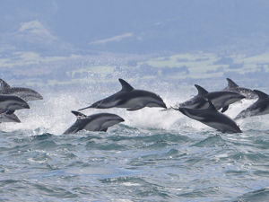 Dusky dolphins seen on an Encounter Kaikoura boat