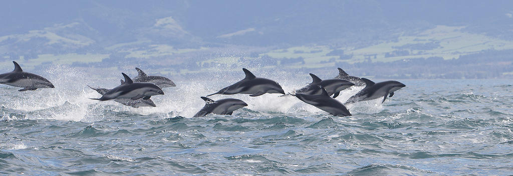 Dusky dolphins seen on an Encounter Kaikoura boat